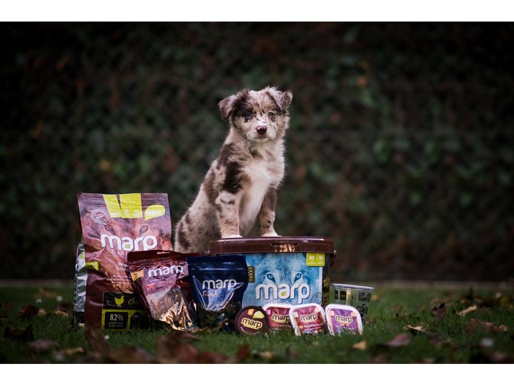 Štěněčí balíček s krmivem 1ks