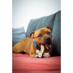 Marp Holistic - Jelení paroh, velikost L (120 - 160g)