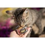 Marp Salmon Filet konzerva pro kočky s filety z lososa 12x70g