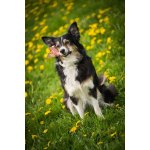 Marp Holistic - Jelení paroh polovina L (80 - 110g)