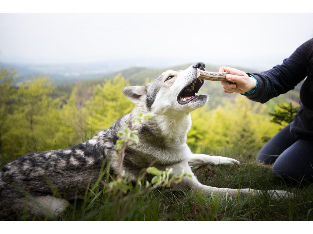 Marp Holistic - Jelení paroh polovina XL (110 - 140g)