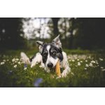 Marp Holistic - Horská tyčinka L (70 - 79g)