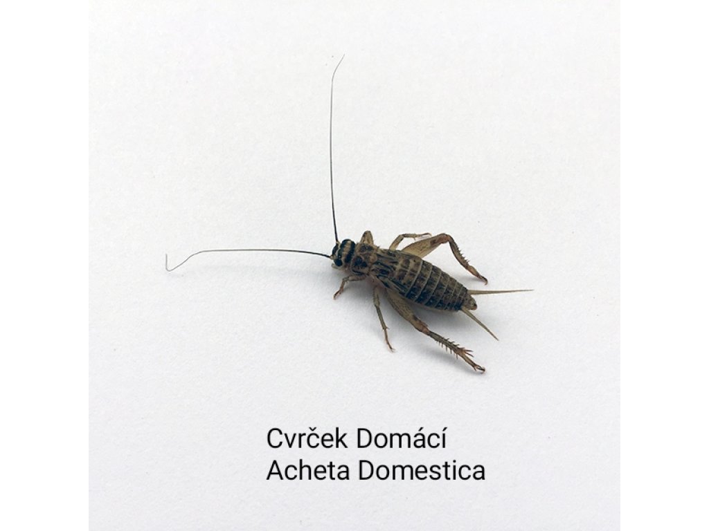 Cvrček domácí  Střední 0,1l