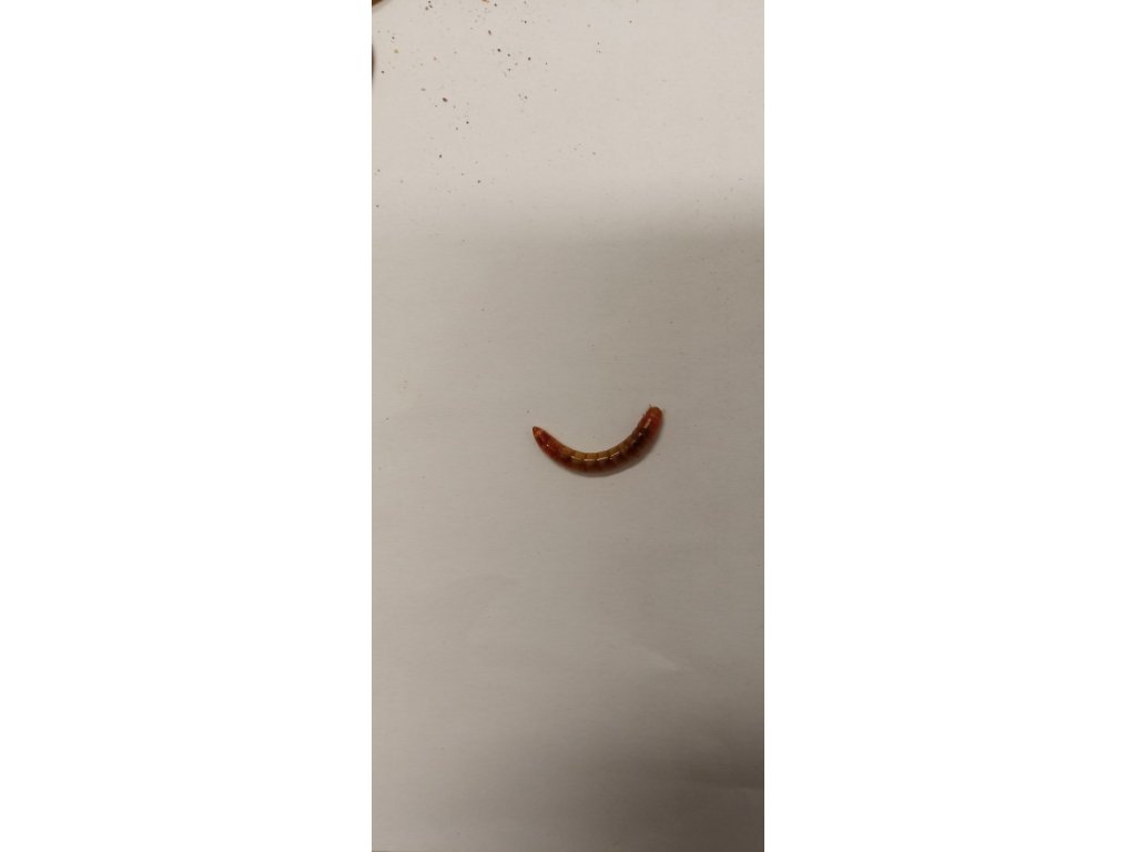 Potemník moučný 0,1L