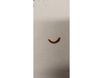 Potemník moučný 0,1L