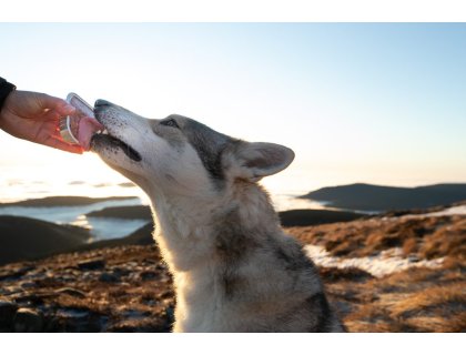 Marp Angus Beef vanička pro psy s hovězím 16x100g