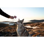 Marp Angus Beef vanička pro psy s hovězím 16x100g