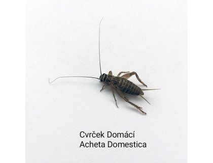 Cvrček domácí. Dospělci 1l