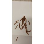 Potemník moučný nad 3l