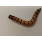 Potemník brazilský 0,1l