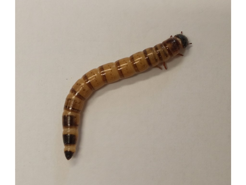 Potemník brazilský 1l