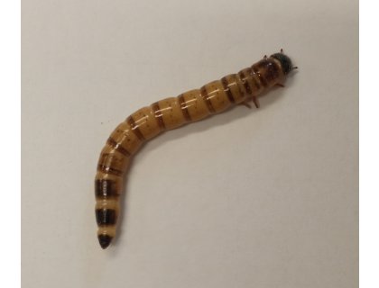 Potemník brazilský 1l